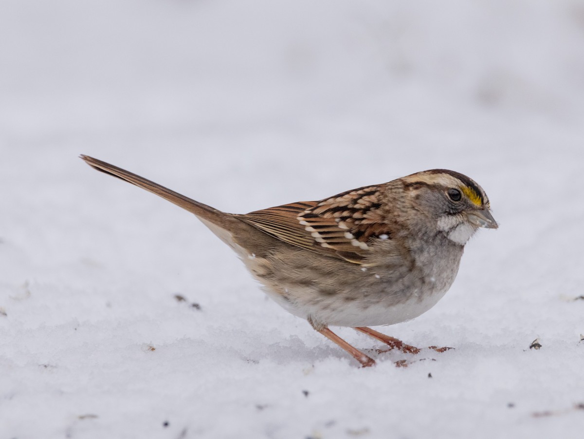 White-throated Sparrow - ML613200147