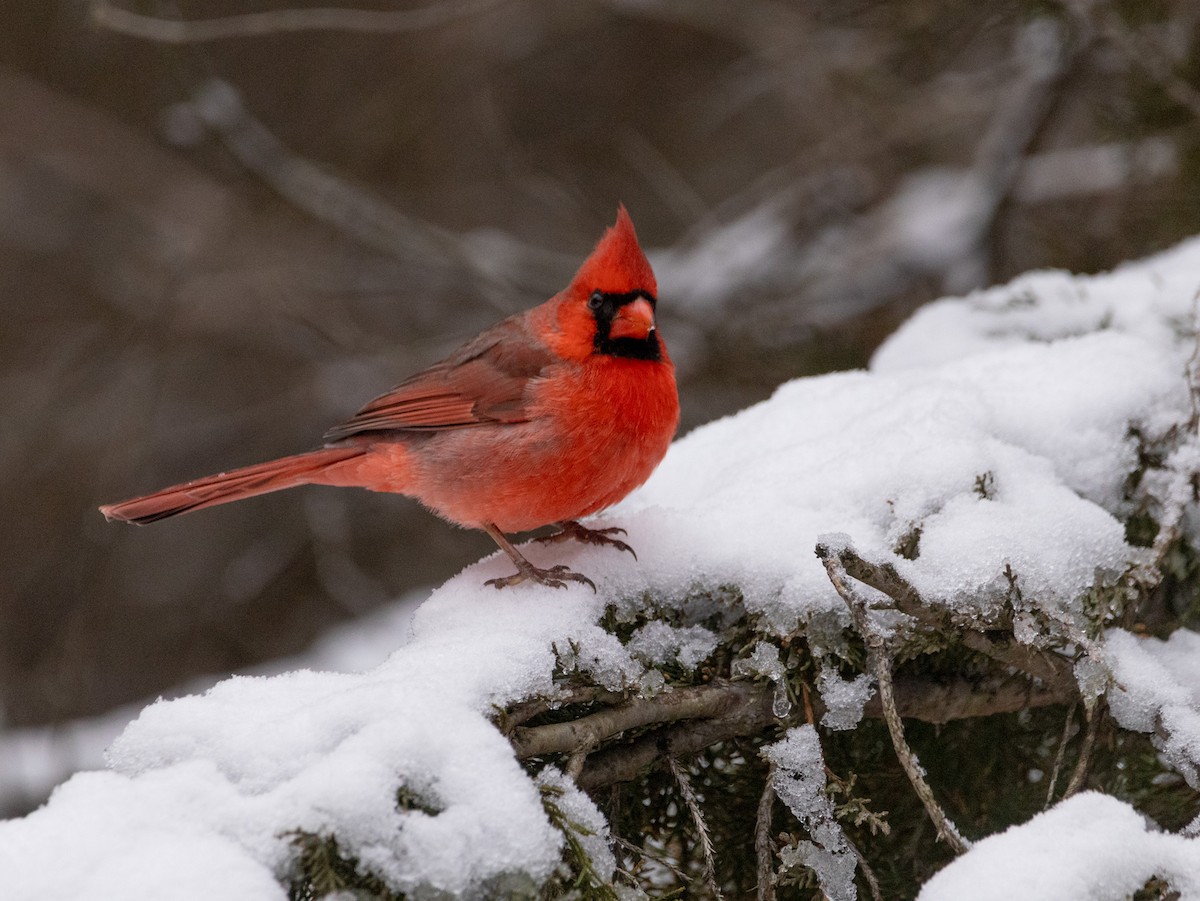 Cardinal rouge - ML613200155