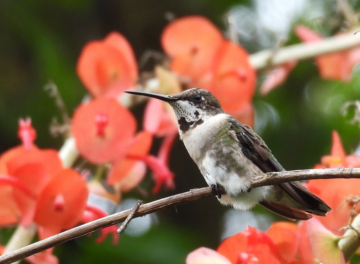 Ruby-throated Hummingbird - David Russell