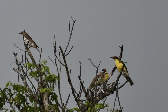 Australasian Figbird - ML613200169