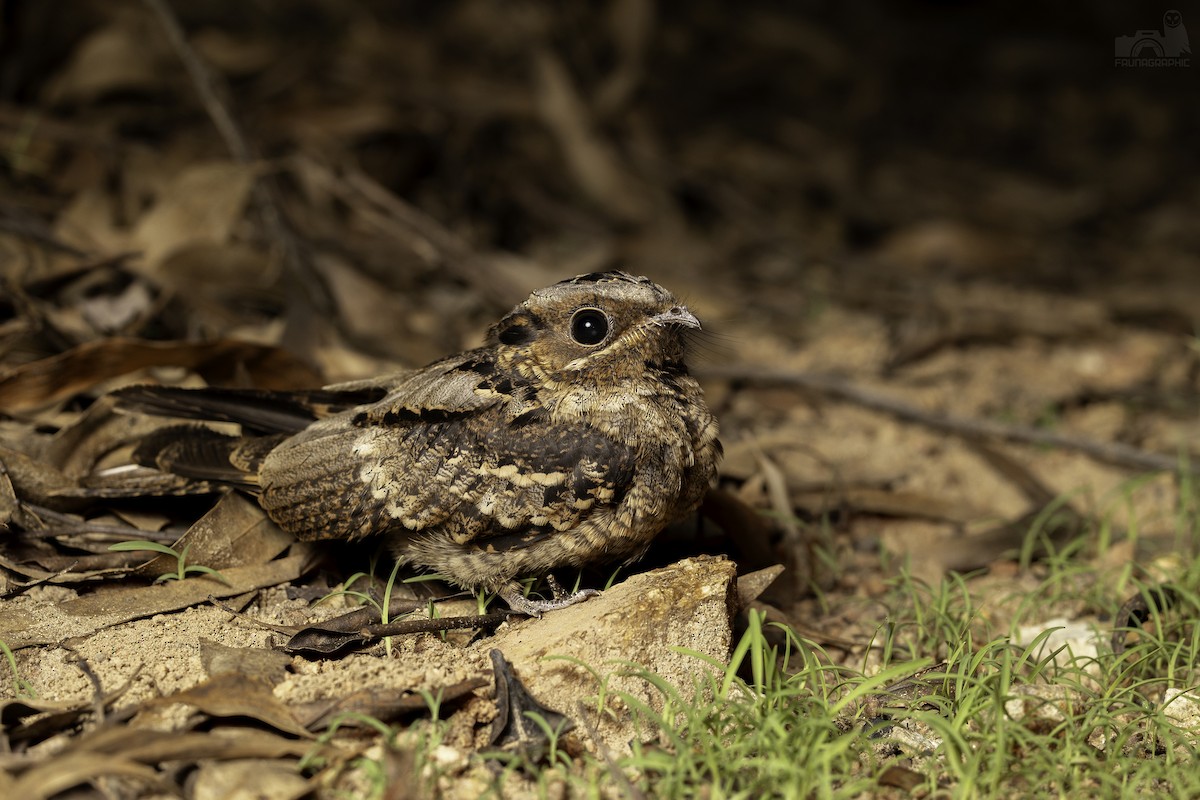Large-tailed Nightjar - ML613200197