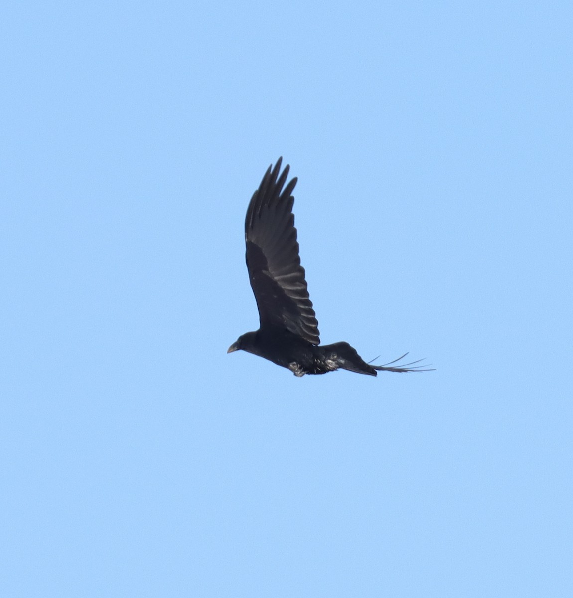 Common Raven - ML613200202