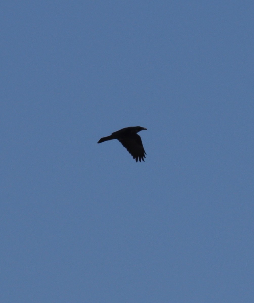 Common Raven - ML613200254