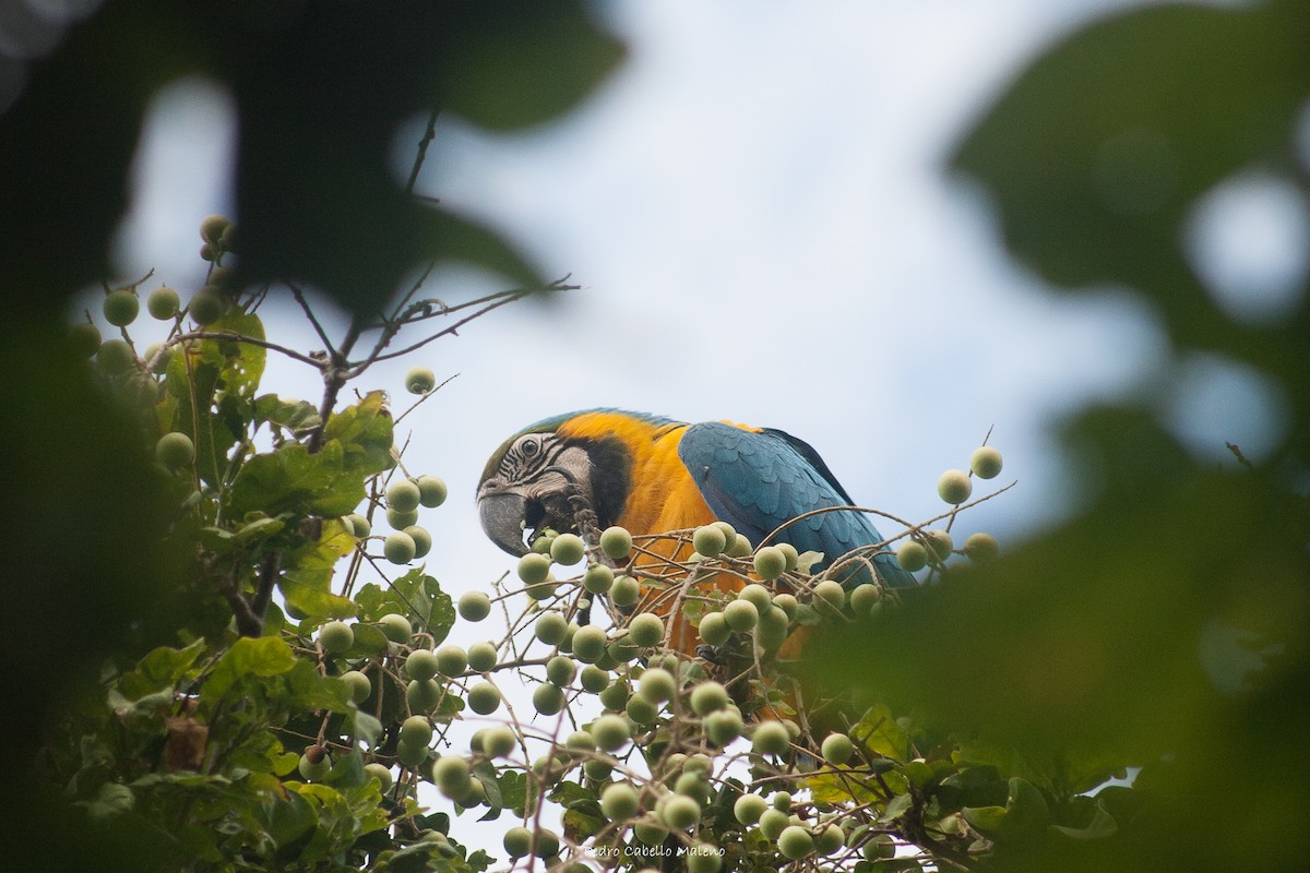 Blue-and-yellow Macaw - ML613200281