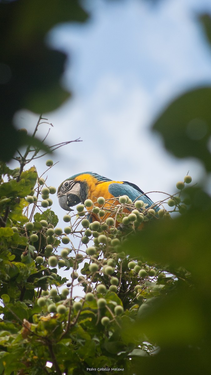 Blue-and-yellow Macaw - ML613200284