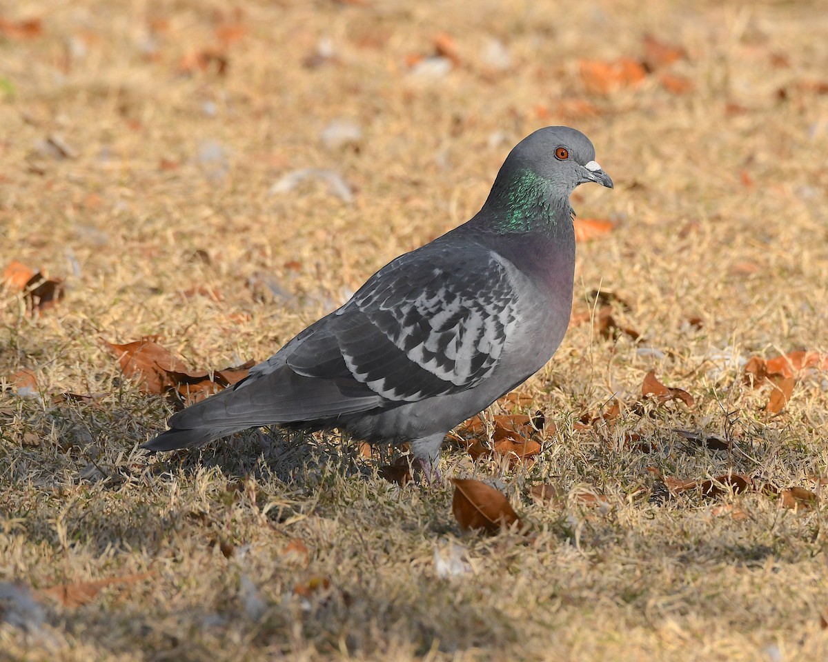 Rock Pigeon (Feral Pigeon) - ML613200306