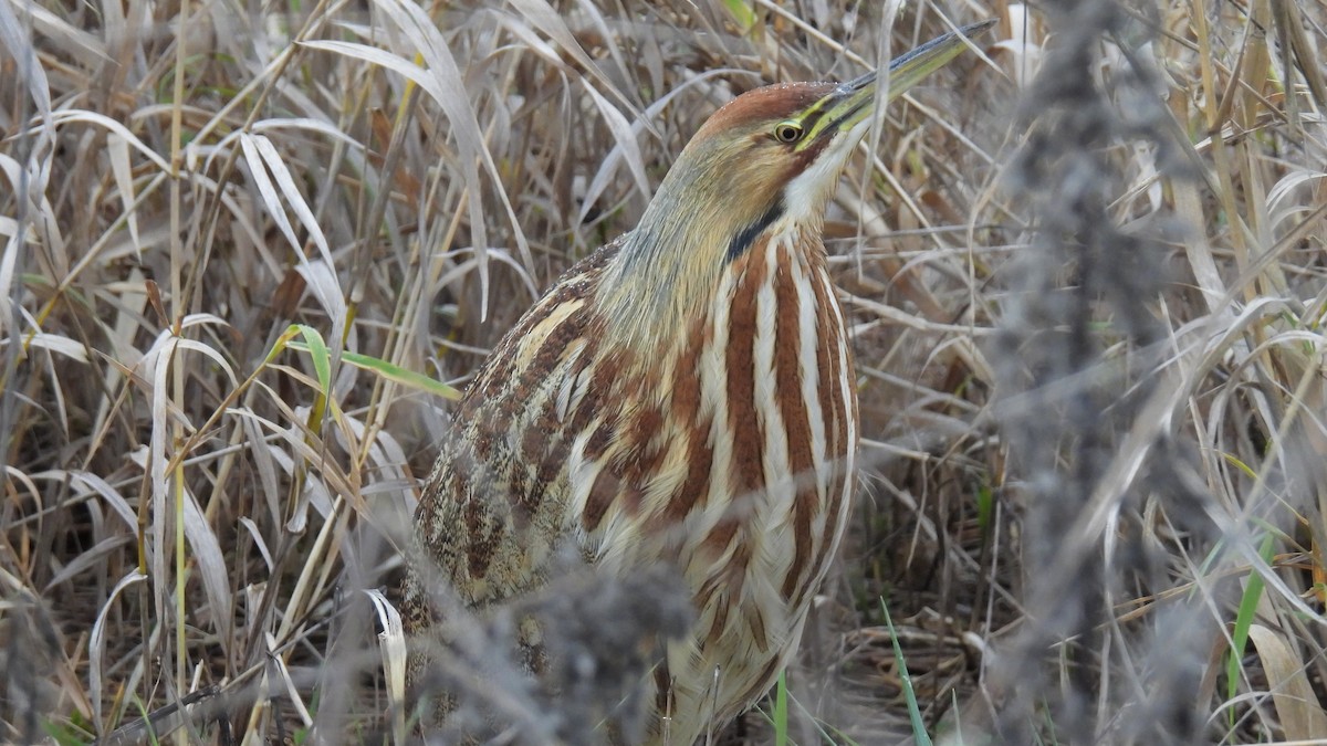 American Bittern - ML613200314