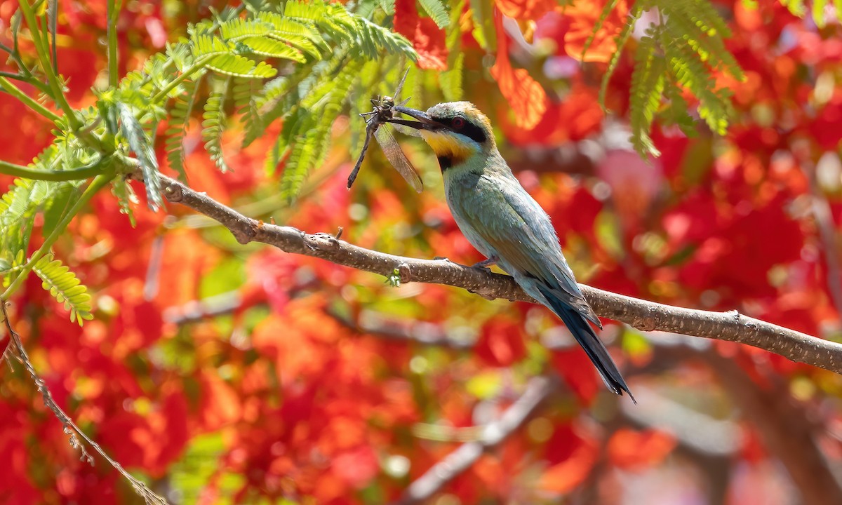 Rainbow Bee-eater - Paul Fenwick