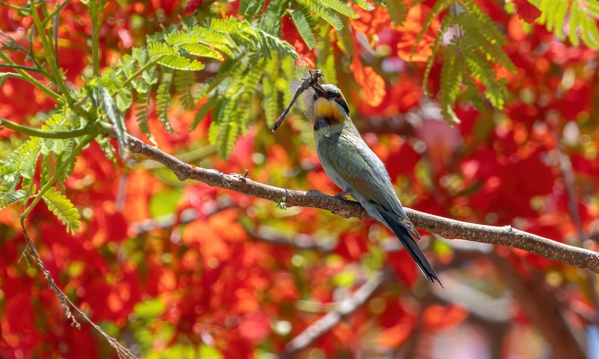 Rainbow Bee-eater - Paul Fenwick
