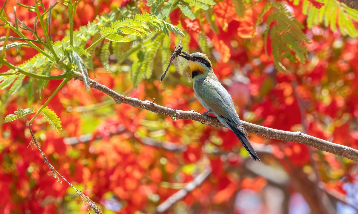 Rainbow Bee-eater - ML613200360