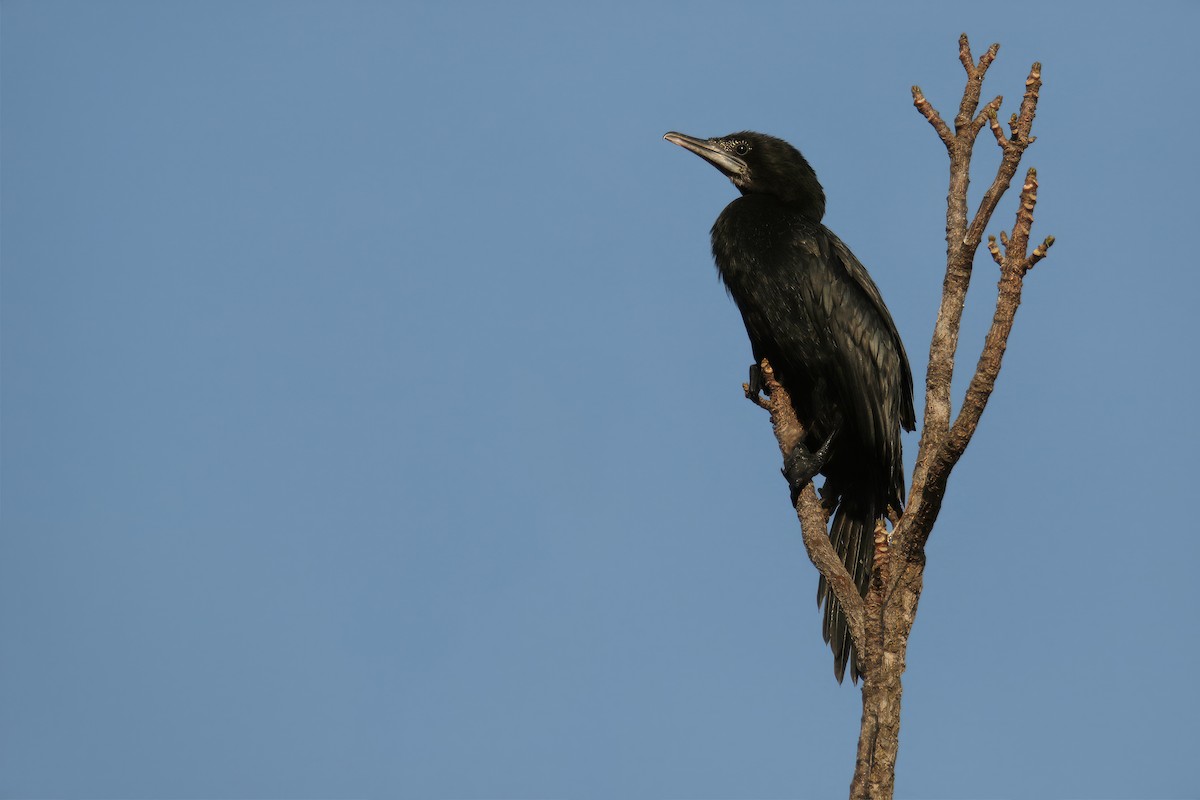 Cormoran de Vieillot - ML613200374