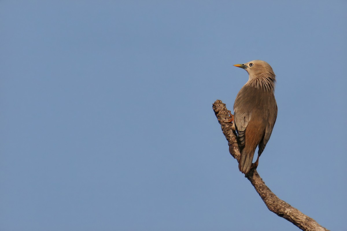 Chestnut-tailed Starling (Eastern) - ML613200383
