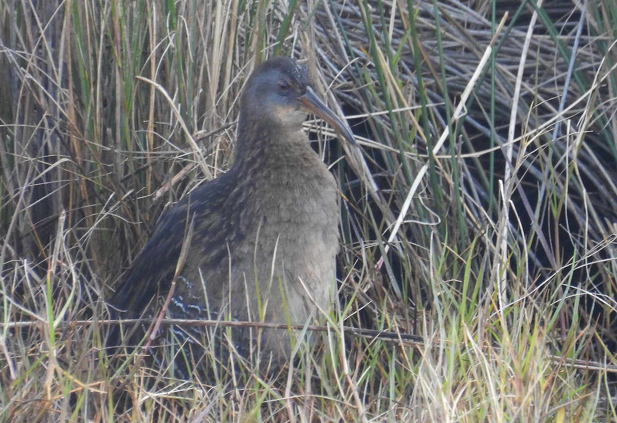 Râle élégant - ML613200420