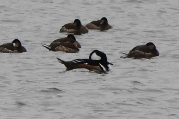 Hooded Merganser - ML613200433