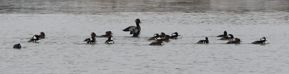 Hooded Merganser - ML613200435