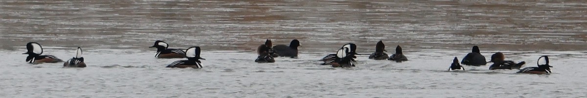 Hooded Merganser - ML613200440