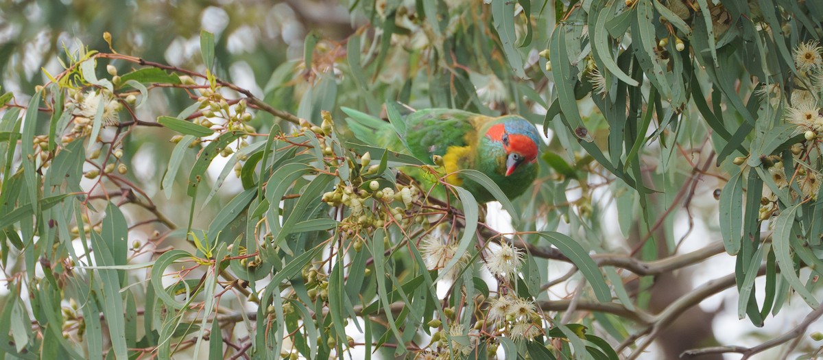 Musk Lorikeet - Ben Milbourne