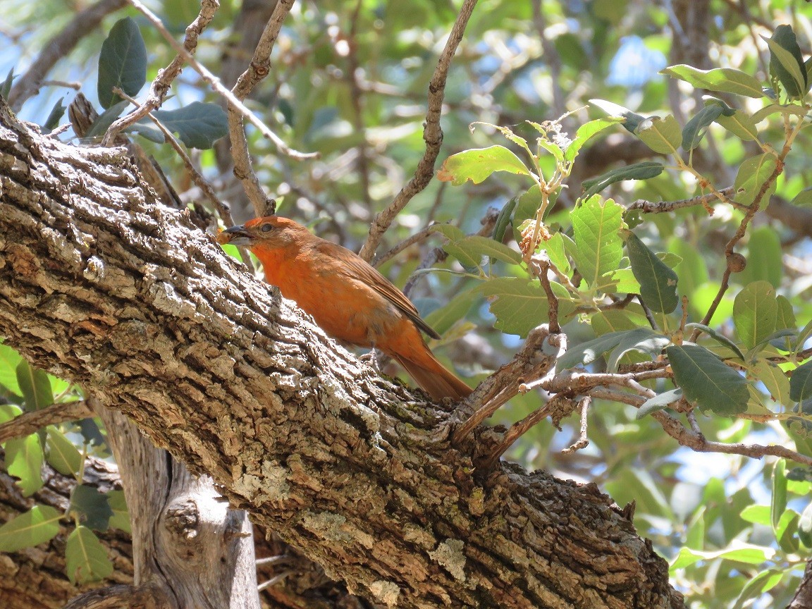 Piranga orangé - ML61320061