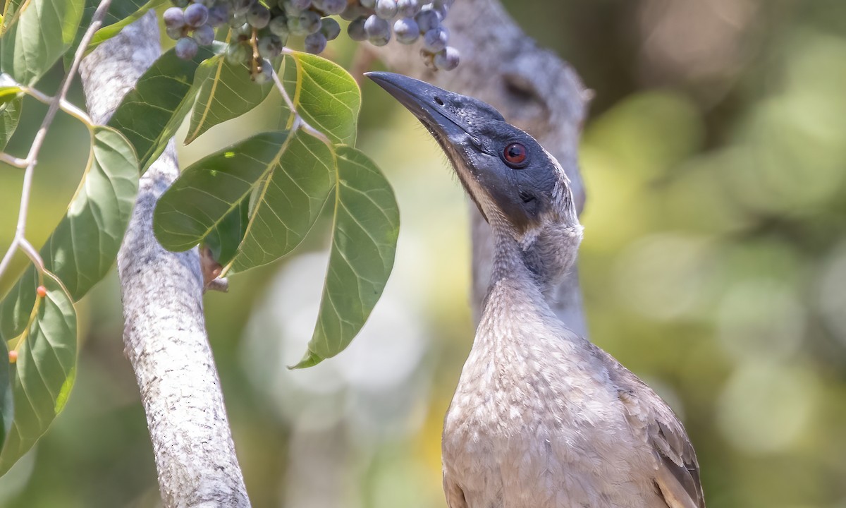 Helmeted Friarbird - Paul Fenwick