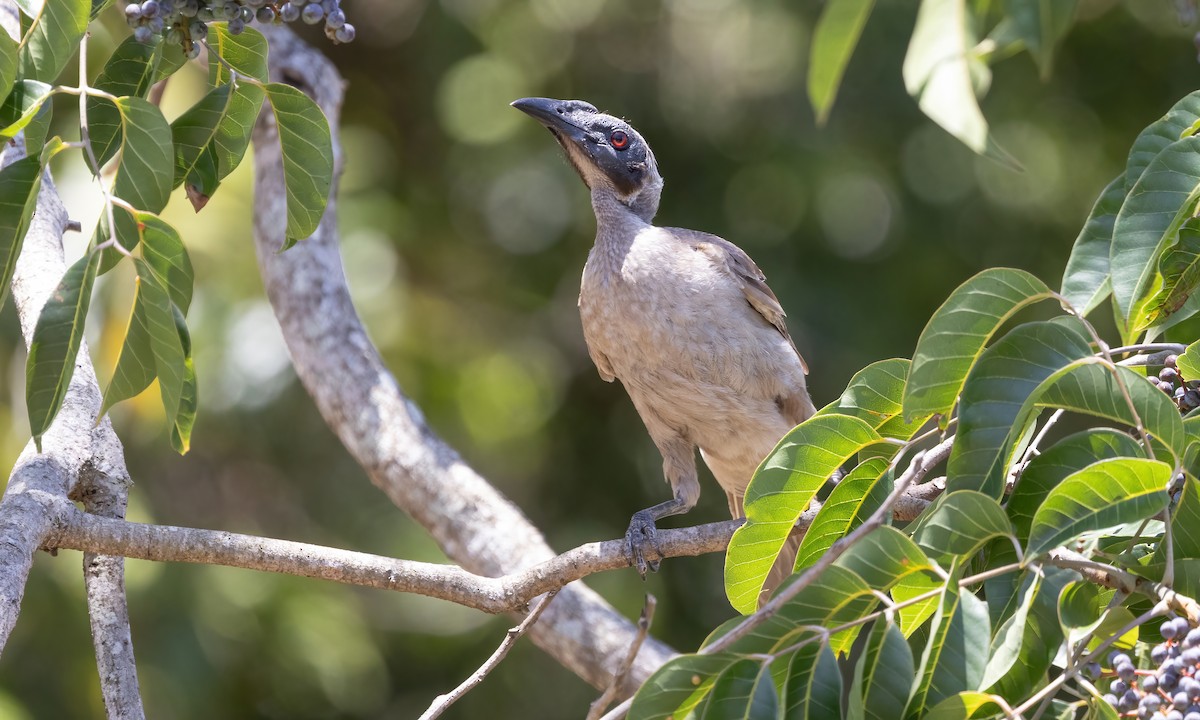 Helmeted Friarbird - ML613200623