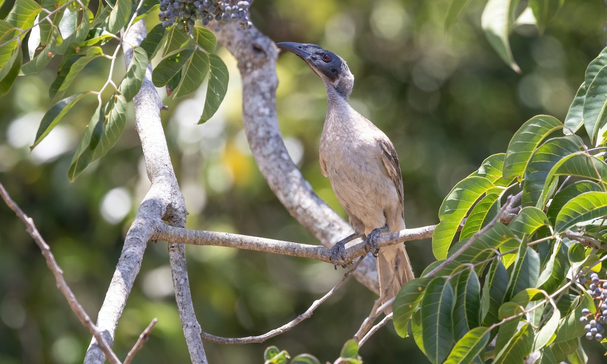 Helmeted Friarbird - Paul Fenwick