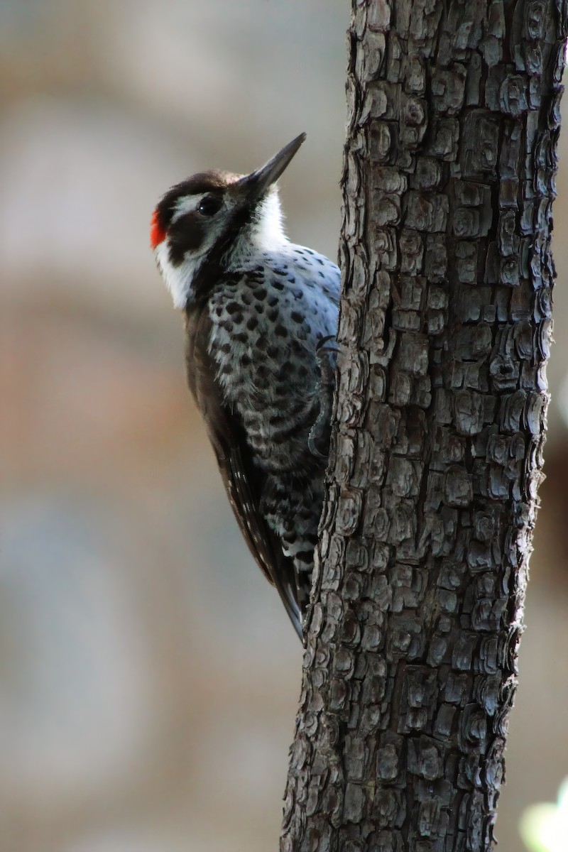 Arizona Woodpecker - Michael Mays