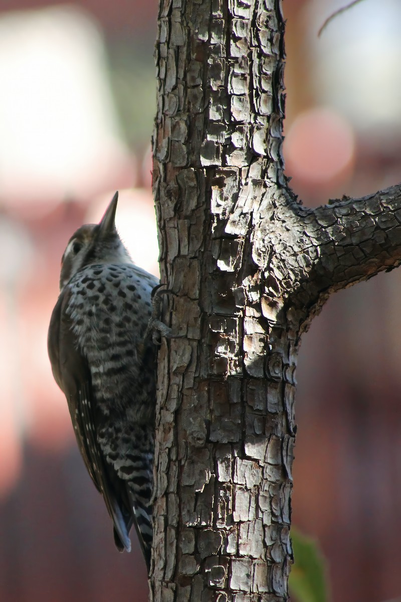 Arizona Woodpecker - Michael Mays