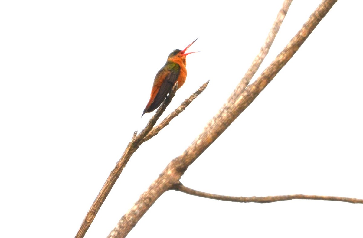 kolibřík ryšavý - ML613200737