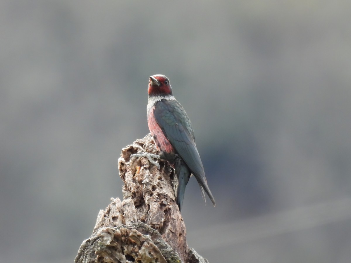 Lewis's Woodpecker - ML613200738
