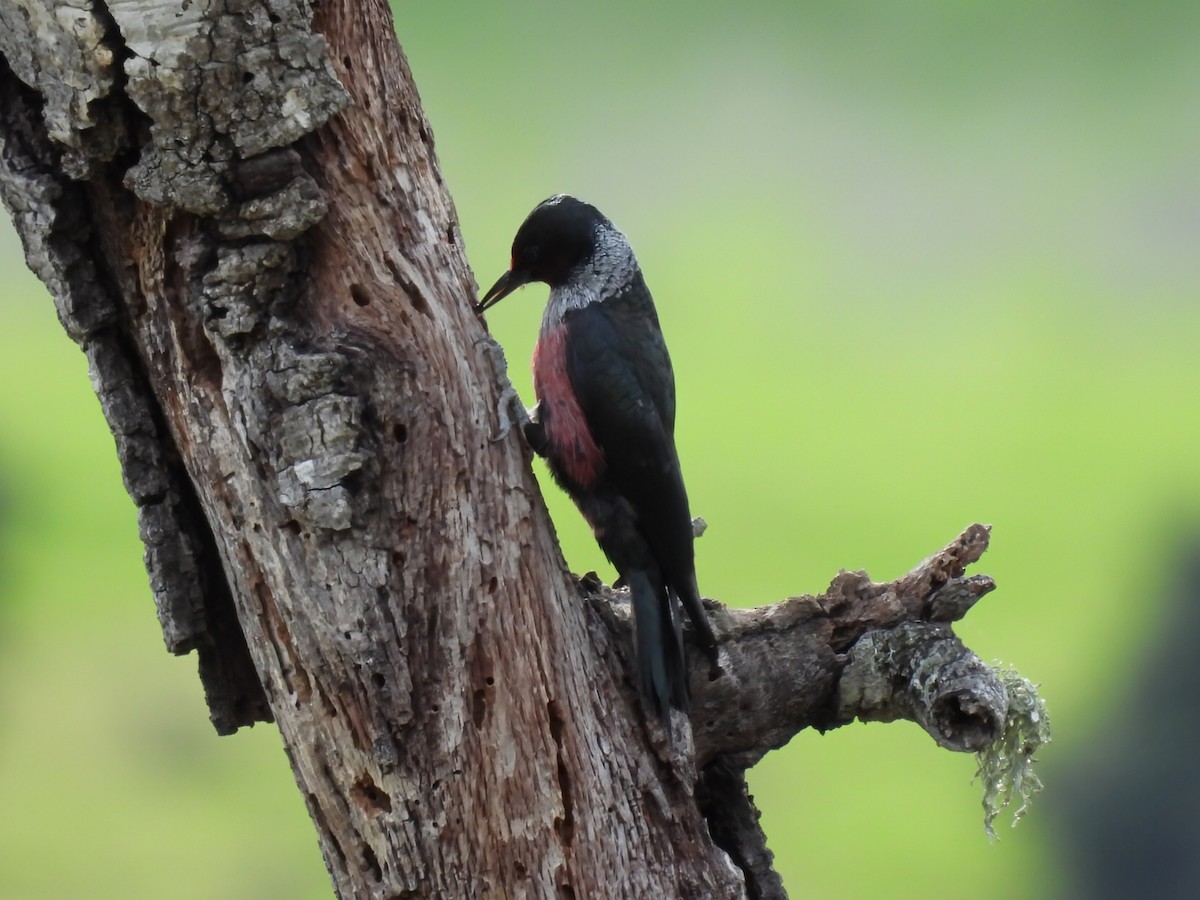 Lewis's Woodpecker - ML613200739