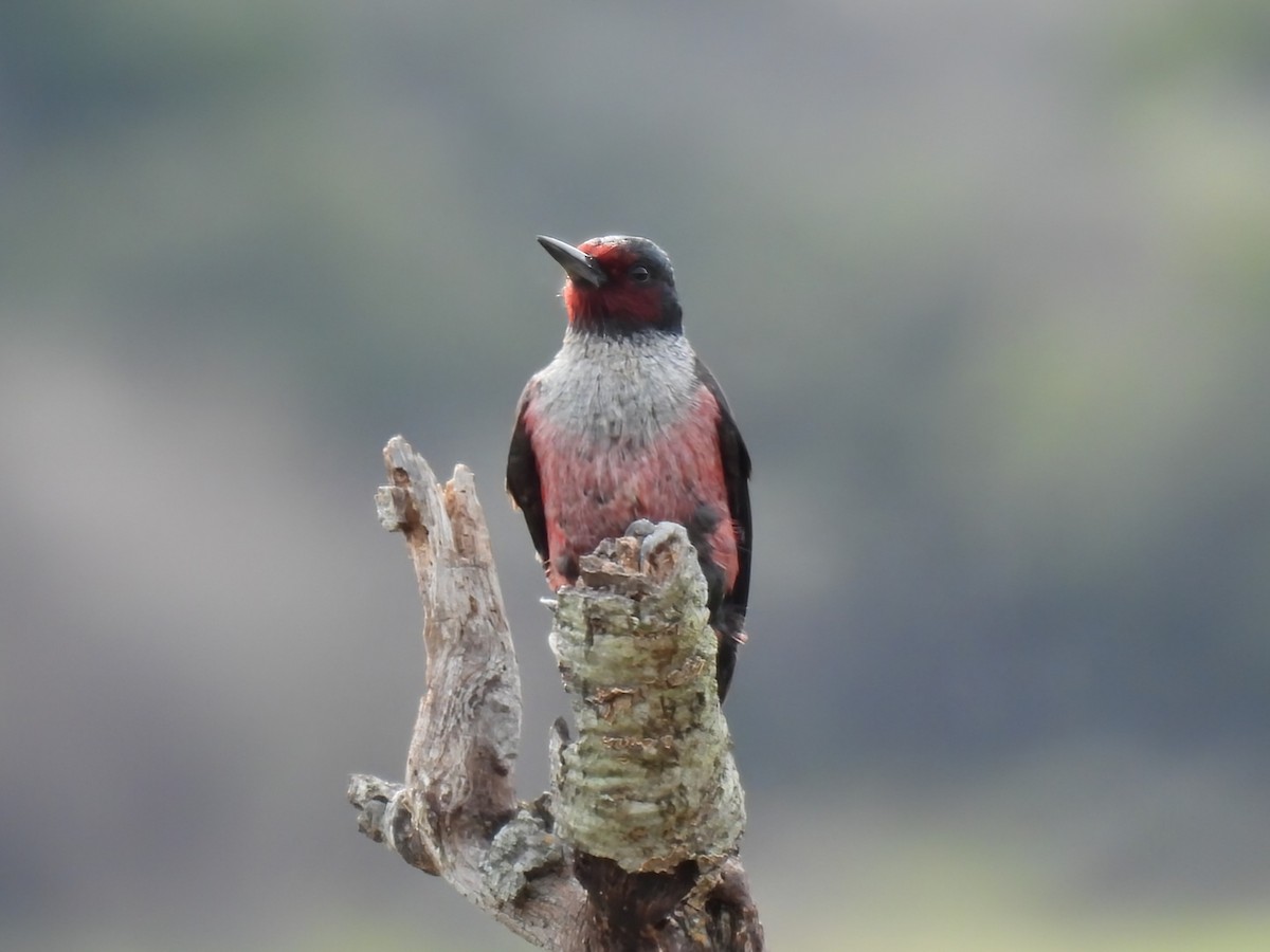 Lewis's Woodpecker - ML613200740
