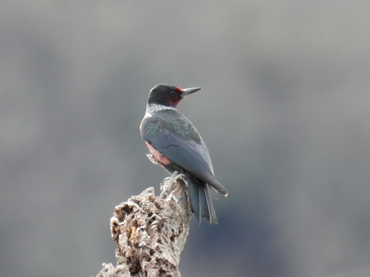 Lewis's Woodpecker - ML613200741