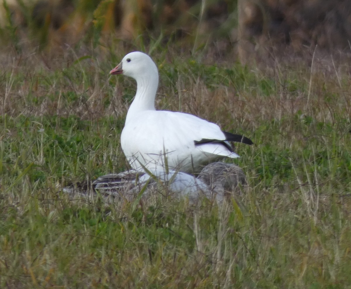 Ross's Goose - Holly Morales