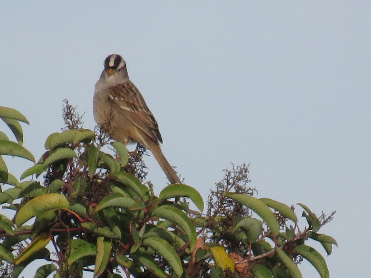 White-crowned Sparrow - ML613200751