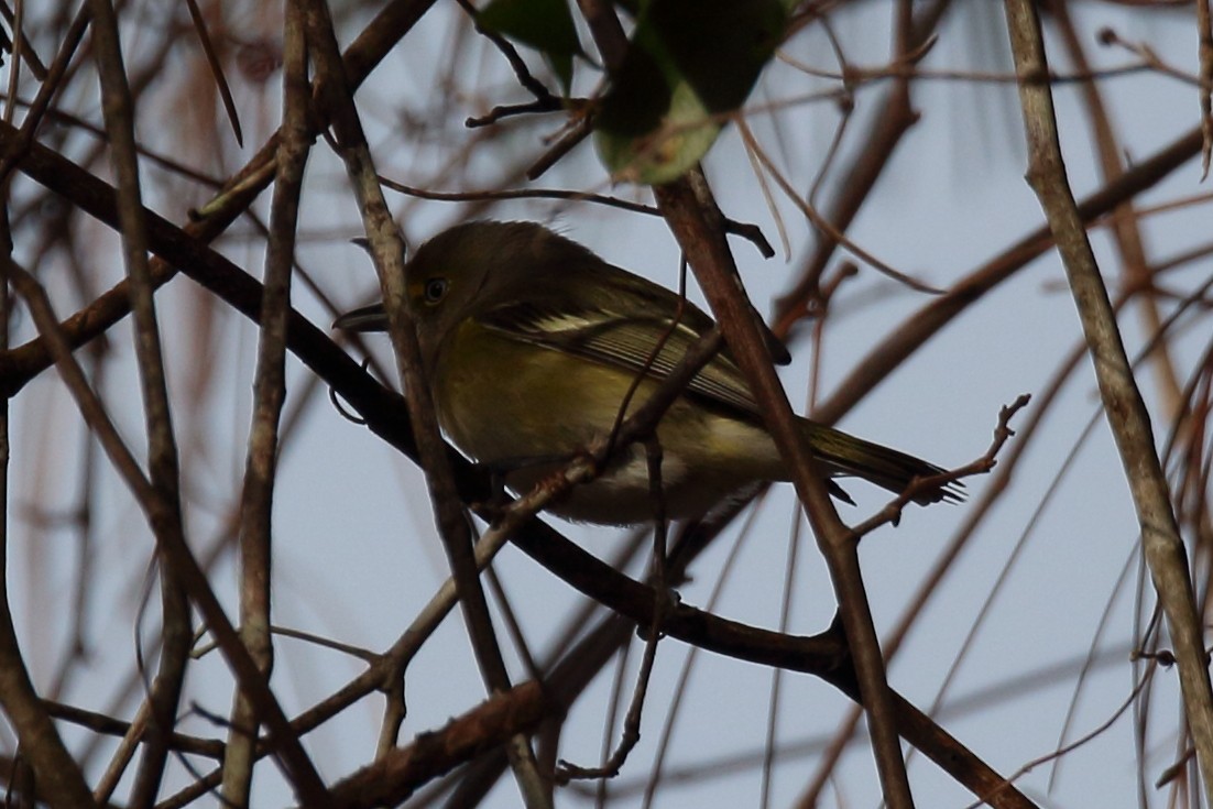 Ak Gözlü Vireo - ML613200776