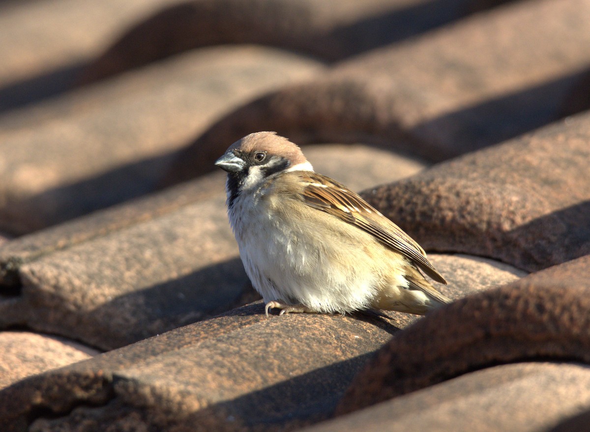 Passera mattugia - ML613200778