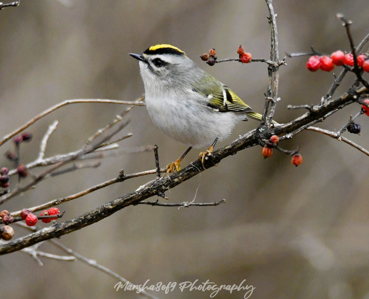 Golden-crowned Kinglet - ML613200788