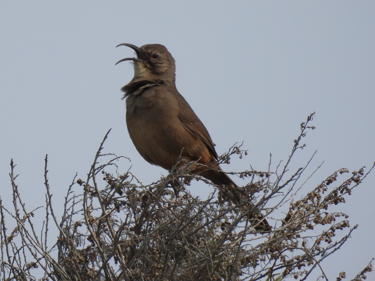 California Thrasher - ML613200795