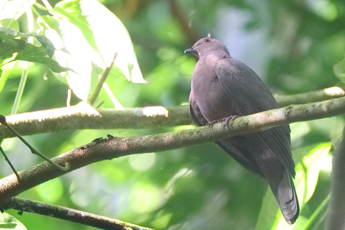 Short-billed Pigeon - ML613200802