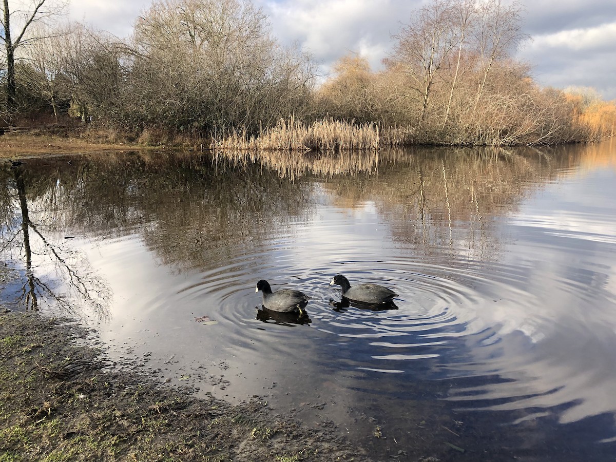 Лиска американська - ML613200851