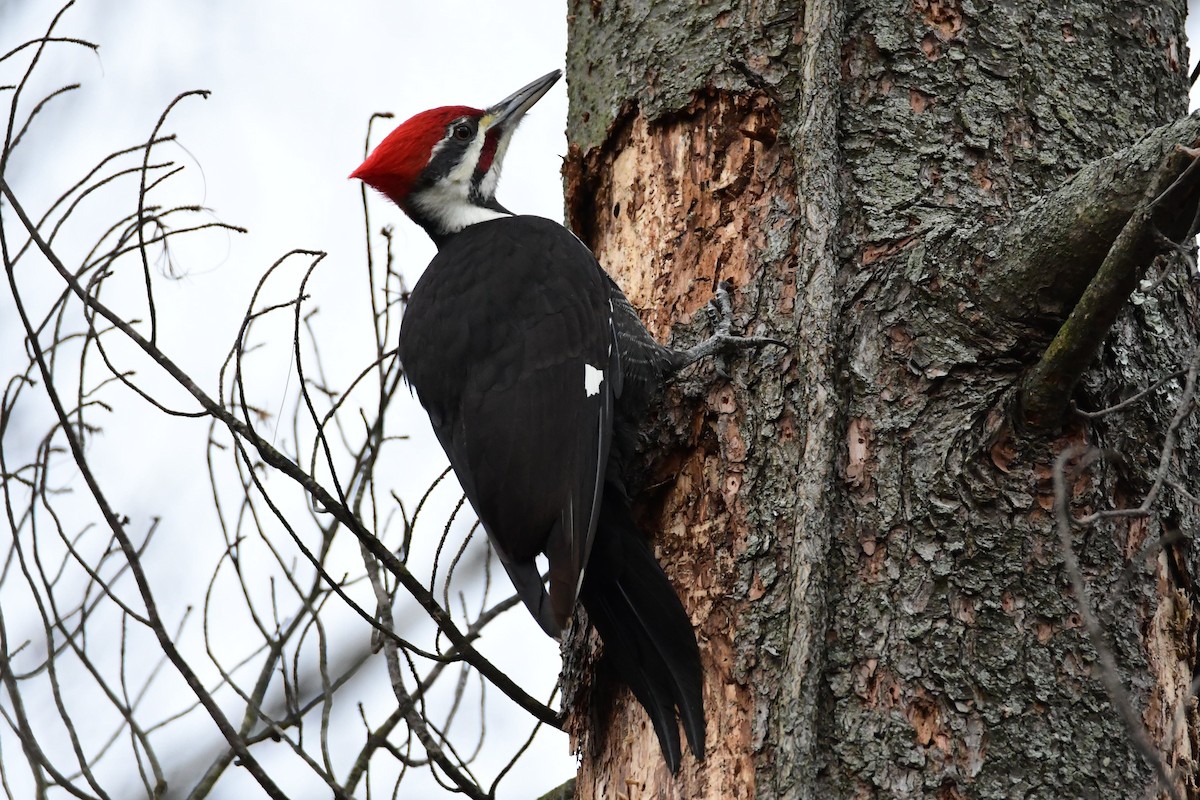 Pileated Woodpecker - ML613200982