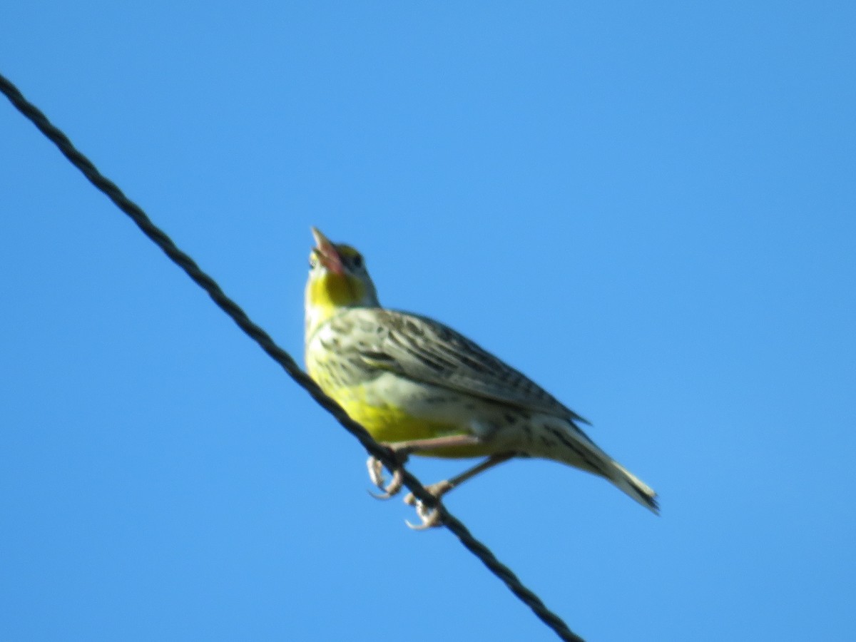 Western Meadowlark - Sally Bergquist