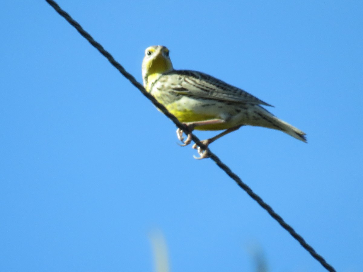 Western Meadowlark - ML613200991