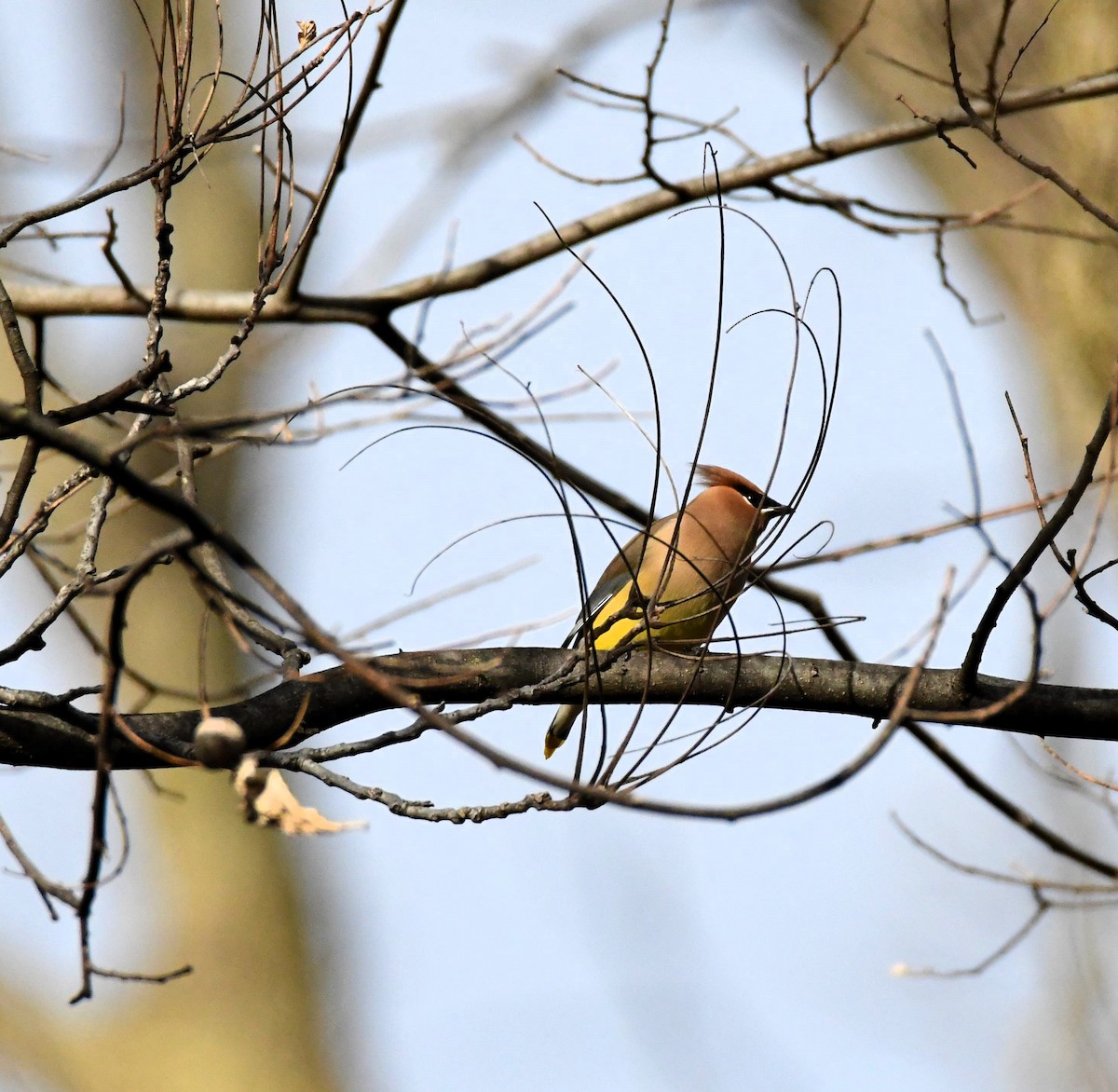 Cedar Waxwing - ML613201005