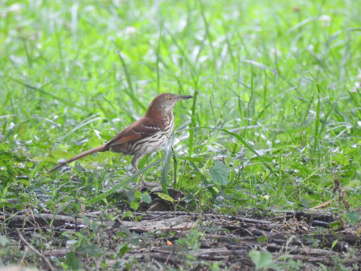 Brown Thrasher - ML61320101