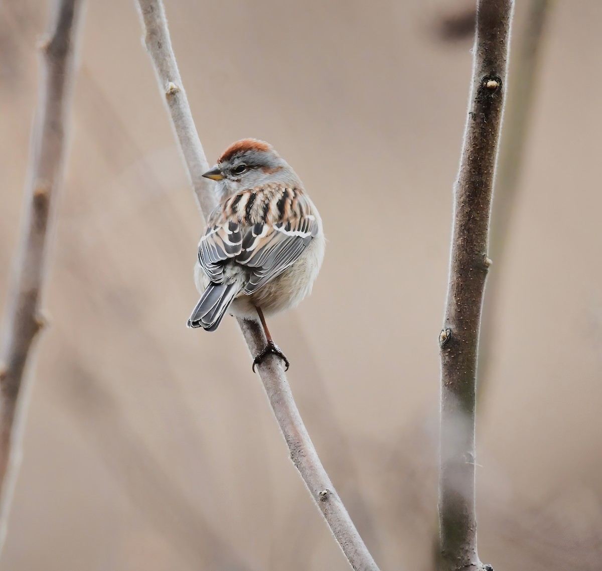 American Tree Sparrow - Marsha Lewis