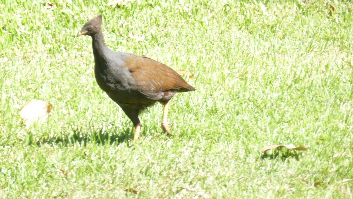 Orange-footed Megapode - Yvonne van Netten