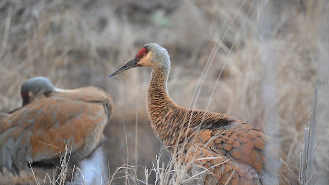 Sandhill Crane - ML613201051