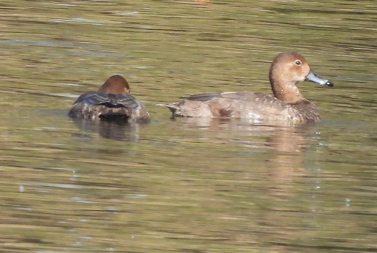 Redhead - ML613201112