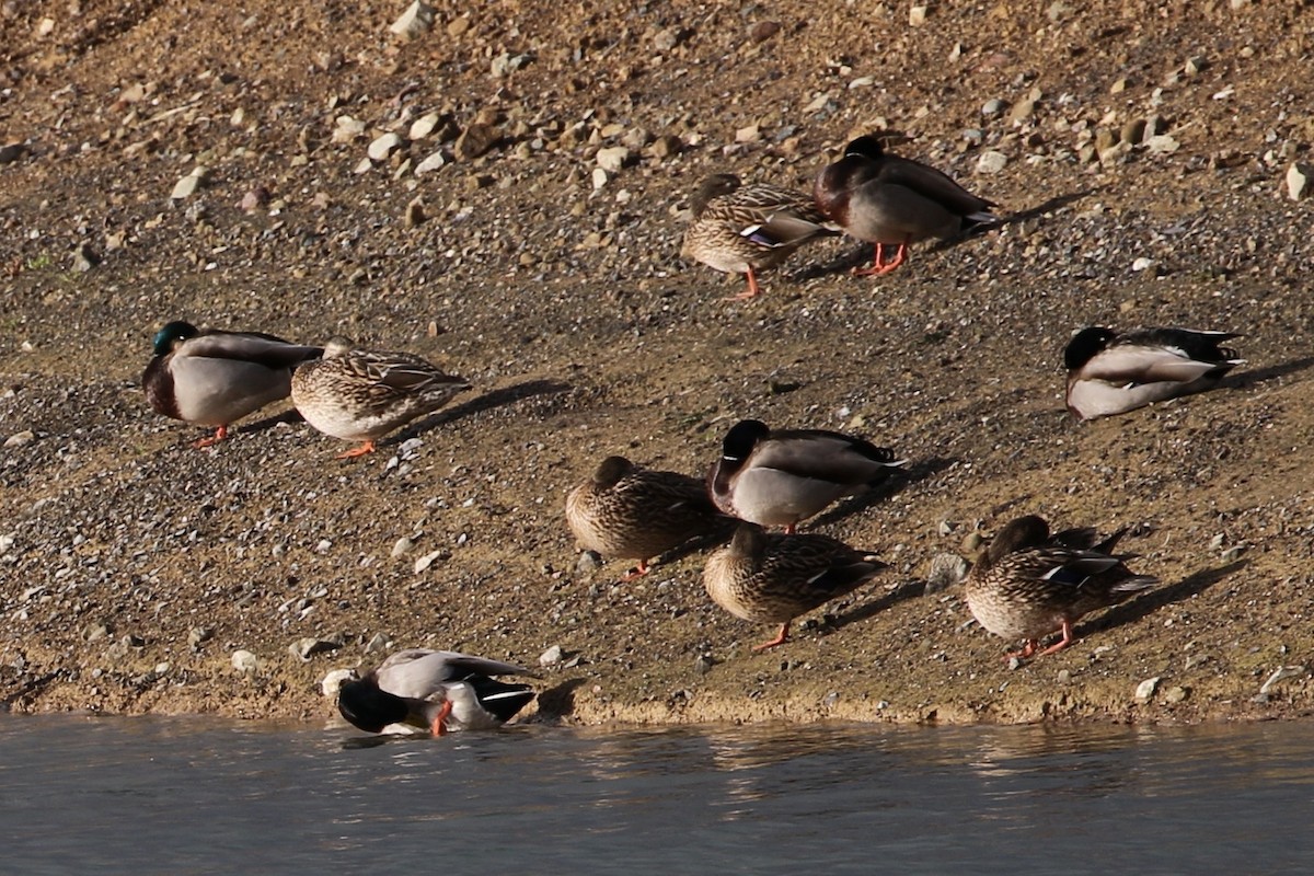 Canard colvert - ML613201172